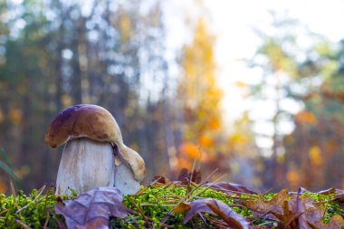 Porcini mantarları sabah güneşli ormanlarda