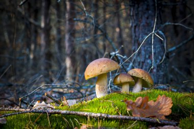 Doğada üç domuz mantarı.