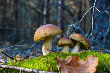 Doğada üç beyaz mantar yetişiyor.