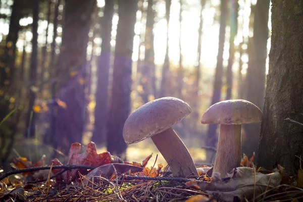 Mooie twee paddenstoelen in eikenhout — Stockfoto