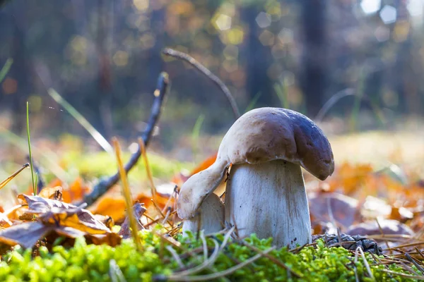 Couple of porcini mushrooms in sunny wood — Stock Photo, Image
