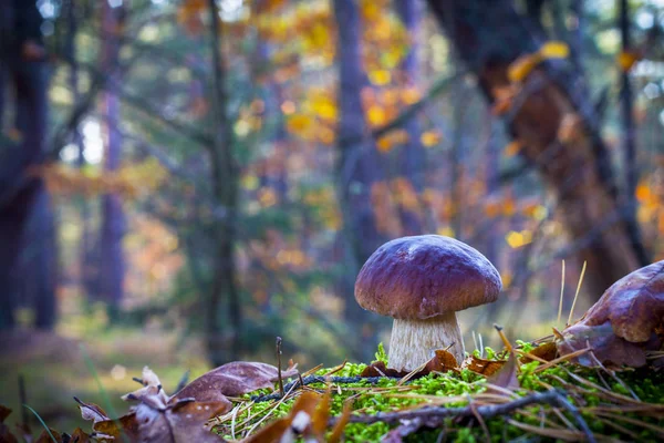 Porcini houba v ranním lese — Stock fotografie