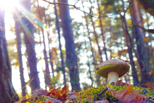 Porcini mushroom in morning sun rays — Stock Photo, Image