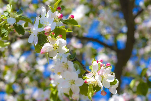 Kwiat Jabłoni Gałęziach Drzew Wiosna Kwitnące Piękne Białe Kwiaty — Zdjęcie stockowe