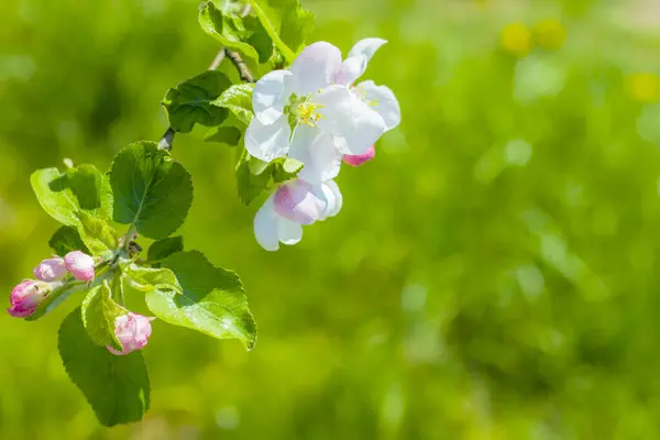 Kwiat Jabłka Gałąź Zielonym Tle Wiosna Kwitnące Piękne Białe Kwiaty — Zdjęcie stockowe