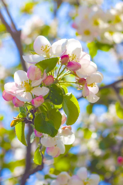 Branche Fleur Pommier Dans Les Rayons Soleil Printemps Floraison Belles — Photo