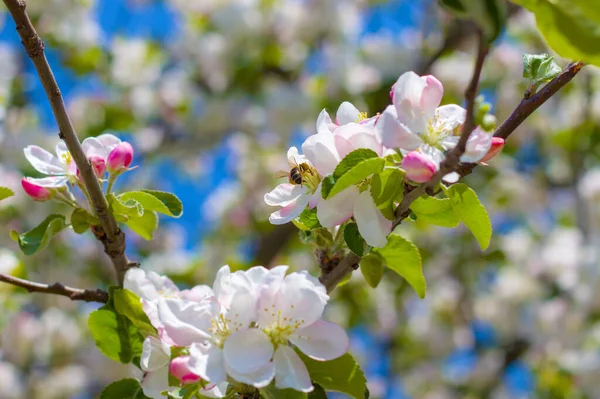 Ape Impollina Fiori Mela Sui Rami Fioritura Bei Fiori Bianchi — Foto Stock