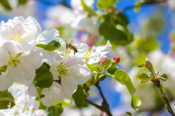 Ape Impollina Fiori Mela Sui Rami Degli Alberi Fioritura Bei — Foto Stock