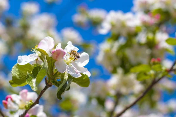 Pszczoła Zapyla Jabłoń Kwitnące Piękne Białe Kwiaty — Zdjęcie stockowe