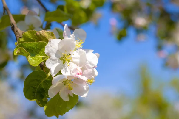 Wiosenna Gałąź Kwiatu Jabłoni Kwitnące Piękne Białe Kwiaty — Zdjęcie stockowe