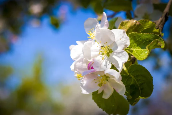 Wiosenna Gałąź Kwiatu Jabłoni Wiosna Kwitnące Piękne Białe Kwiaty — Zdjęcie stockowe