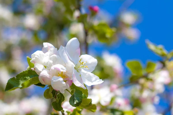 Bahar Zamanı Elma Çiçeği Ağacı Bahar Çiçek Açıyor Güzel Beyaz — Stok fotoğraf