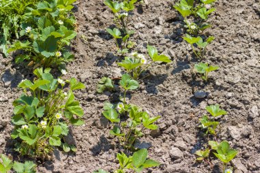 Bahçede çiçek açan çilek yatağı. Büyüyen ve açan çilek bitkileri.