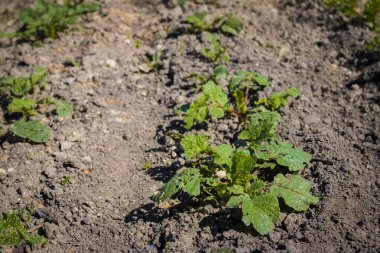 Turp ve güneş ışınları bahçede yetişir. Organik yeşil gıda geçmişi. Doğal sebze yemeği bitkisi.