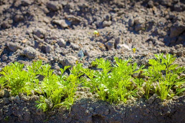 Unga Morötter Växer Ekologisk Grön Mat Bakgrund Naturlig Grönsaksmjöl — Stockfoto