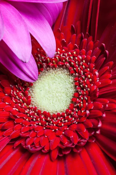 Gerber de cor isolado sobre fundo branco. Flores de verão — Fotografia de Stock