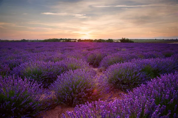 Paisaje con campo de lavanda al atardecer en Provenza —  Fotos de Stock