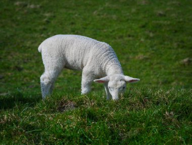 Çim yeme küçük beyaz bebek kuzu
