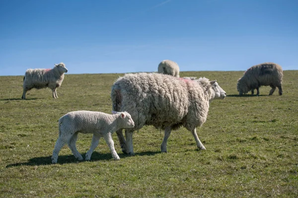 Little lamb with mother on pasture