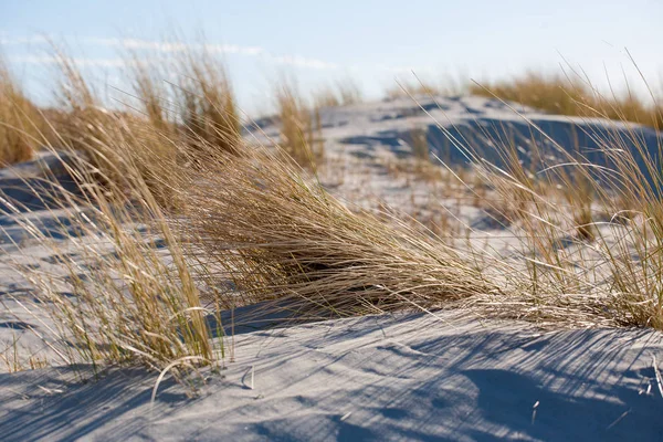 景观与北海的沙质海滩和沙丘草 — 图库照片