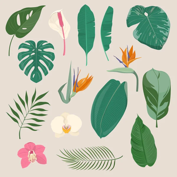 Conjunto de hojas y flores tropicales — Vector de stock