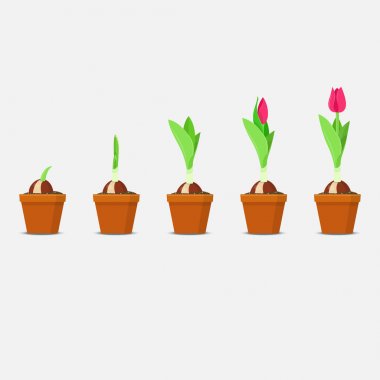 Tulip growth stage. Planting and Growing Tulips Bulbs clipart