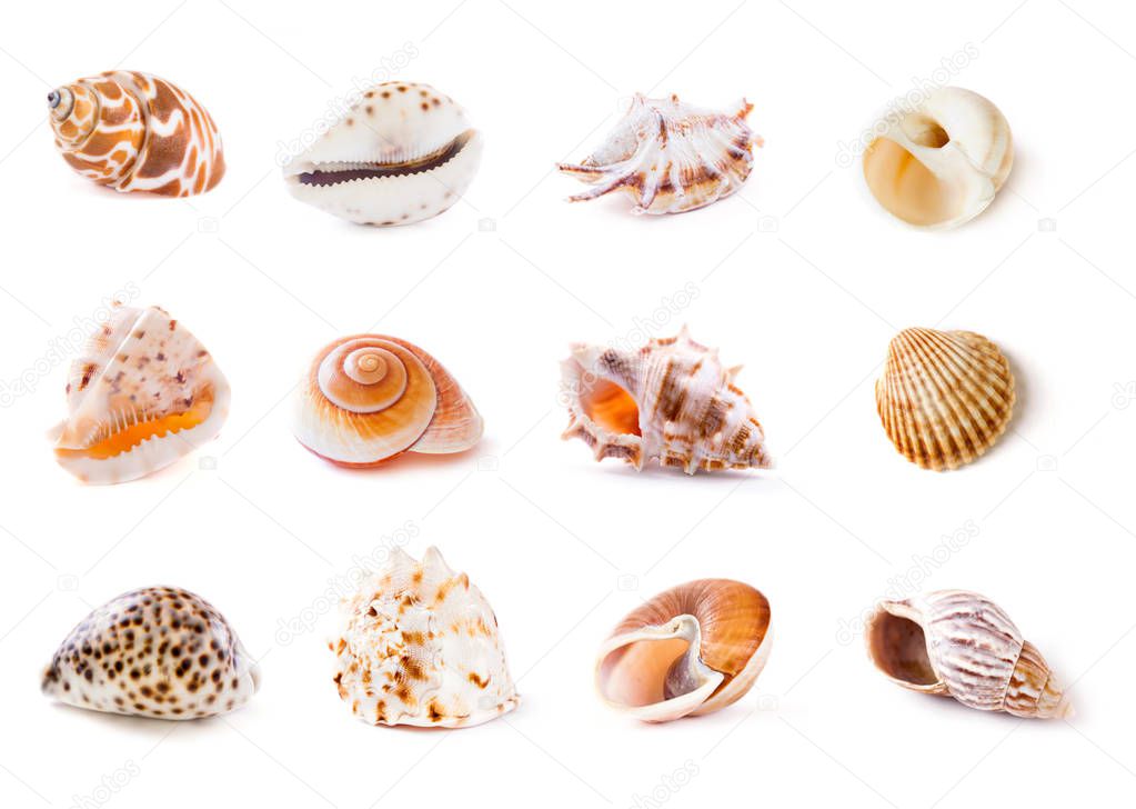 Set of different sea shells on white background