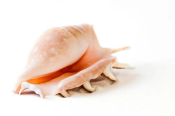 Gros plan de la coquille de mer sur fond blanc — Photo