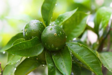 Yağmur damlaları ile ağaç üzerinde yeşil Limes kapatın. Yeşil limon