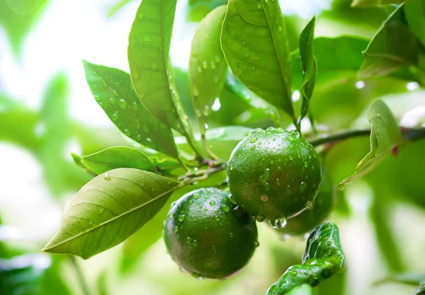 Close up of green limes on the tree with raindrops. Green citrus