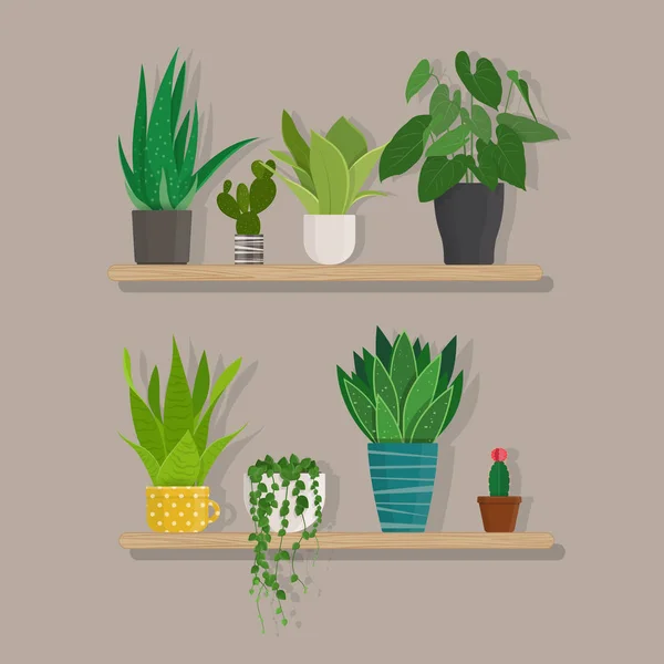 Plantas de casa interior verde em vasos na prateleira — Vetor de Stock