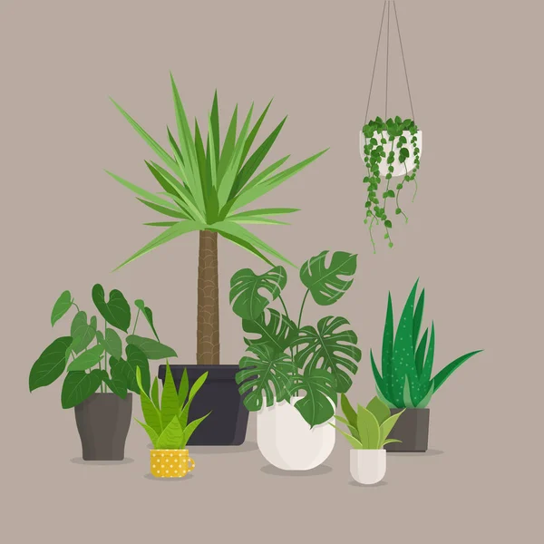 Set di verdi piante da casa al coperto in vaso — Vettoriale Stock