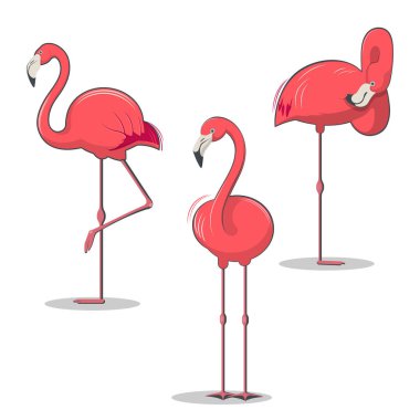 Pembe flamingolar kuş türü farklı pozlar kümesi