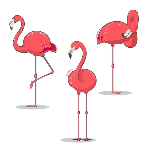 Set of pink flamingos bird in different poses — Stock Vector