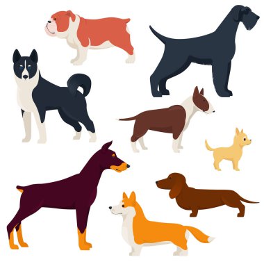 Farklı cinsler köpek yetiştirir. Safkan köpekler. Corgi, Doberman, Dachshund, Laika, vs. Beyaz üzerinde düz vektör illüstrasyonu