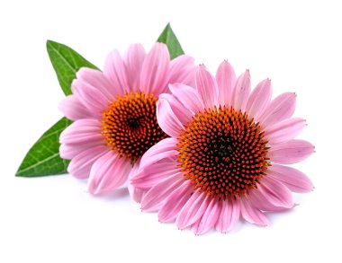 Echinacea flowers close up. clipart