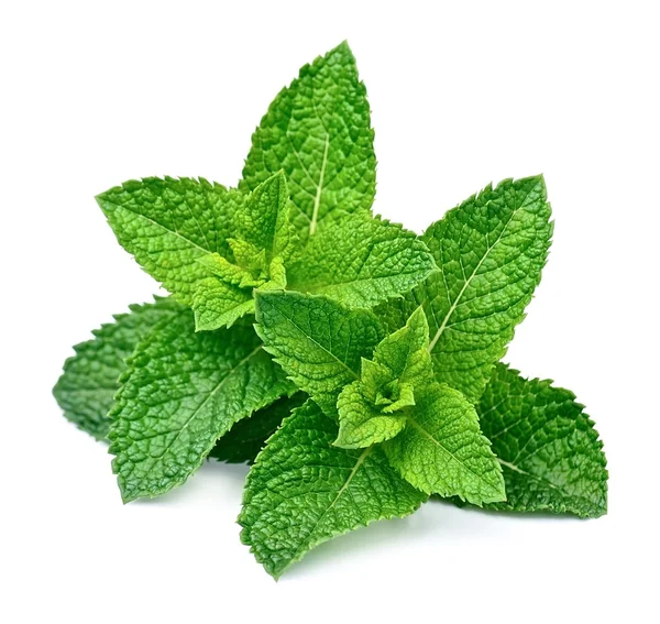 Hoja de menta de cerca — Foto de Stock