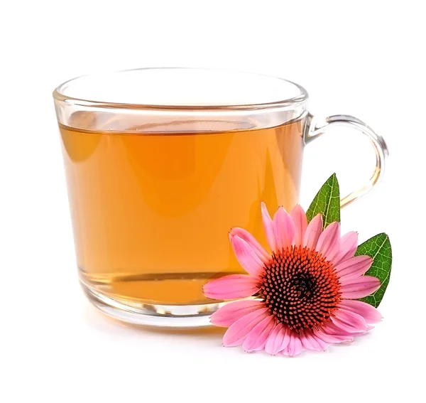 Cup of echinacea tea isolated — Stock Photo, Image