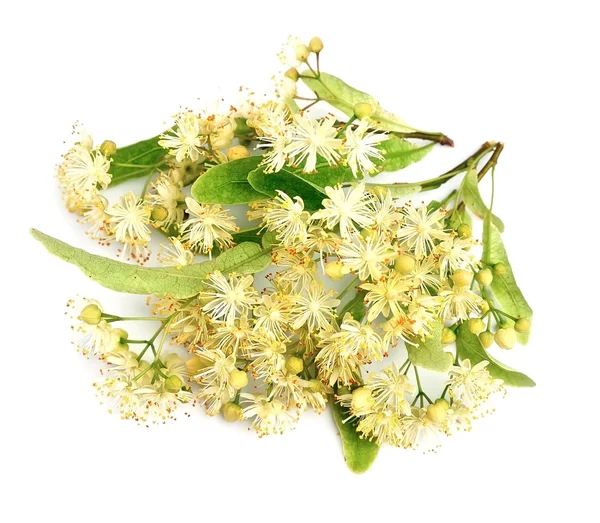 Linden bloemen close-up — Stockfoto
