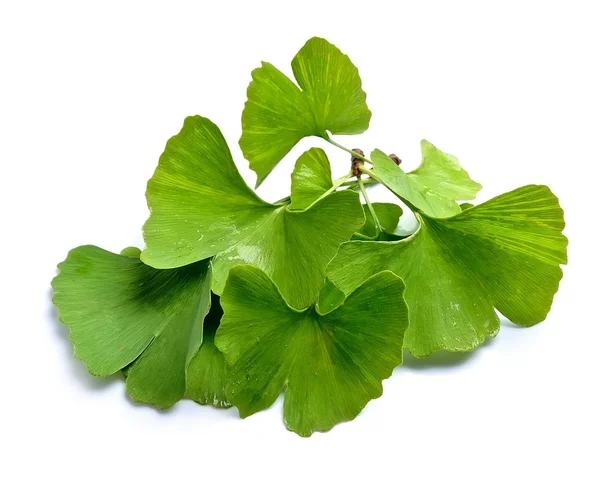 Ginkgo biloba foglie isolate — Foto Stock