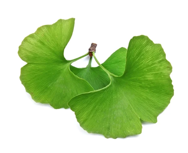 Foglie di ginkgo biloba — Foto Stock