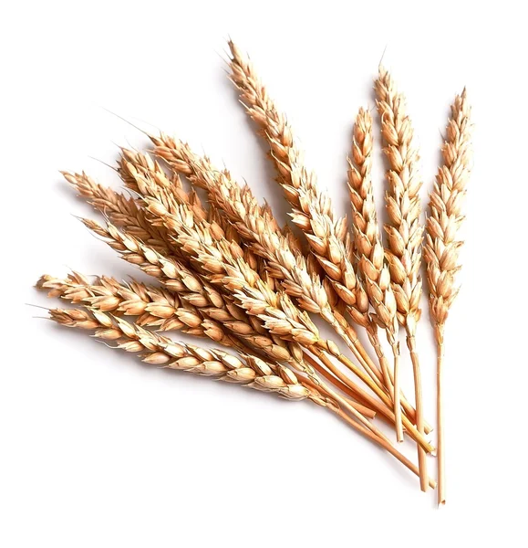 Wheat isolated  isolated — Stock Photo, Image