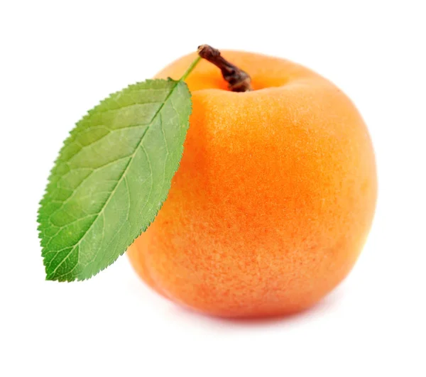 Единичный абрикос — стоковое фото