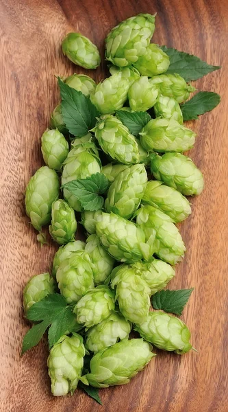 Blühender Hopfen mit Blättern — Stockfoto