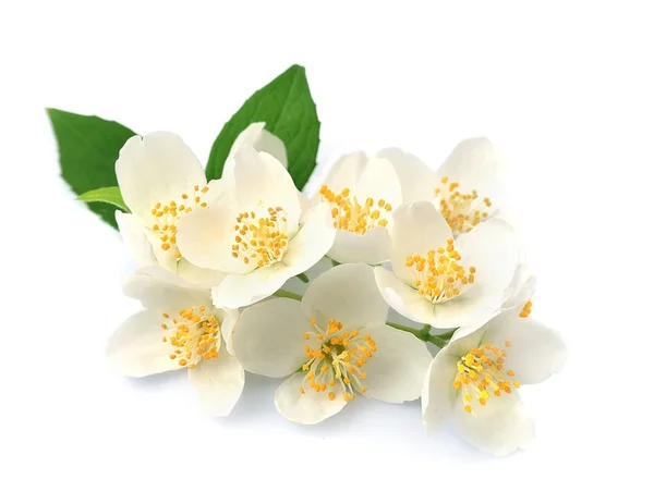 Bílé květy jasmínu — Stock fotografie