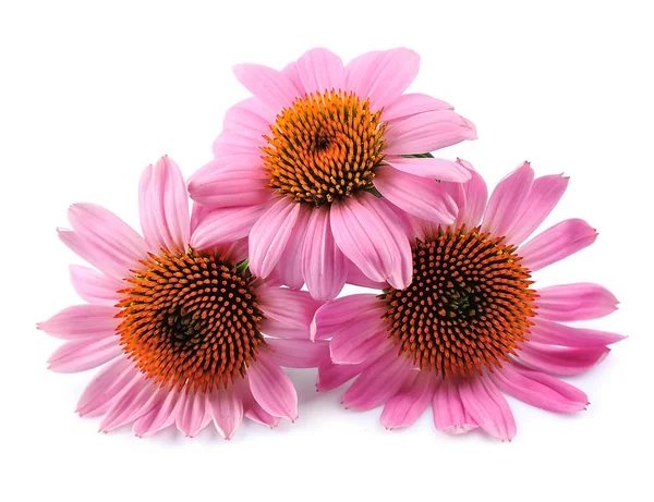 Echinacea blüht isoliert. — Stockfoto