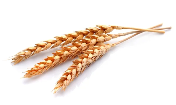 Wheat close up isolated. — Stock Photo, Image