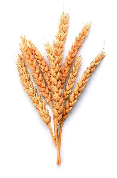 Wheat isolated closeup. — Stock Photo, Image