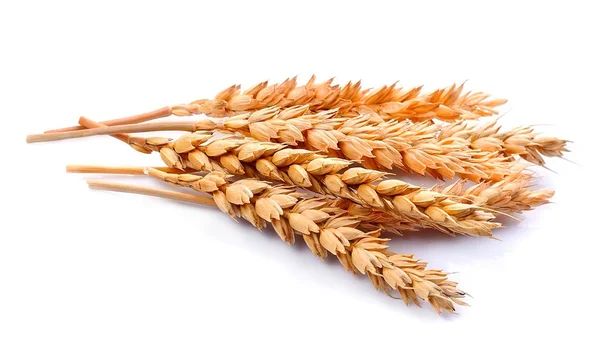 Wheat  isolated closeup. — Stock Photo, Image