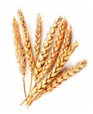 Yakın kadar izole buğday